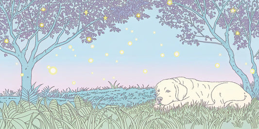 A dog finds relief from fireworks anxiety with CBD in the United States.