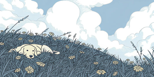 Yellow lab resting comfortably in a field, finding relief from joint pain with CBD oil.