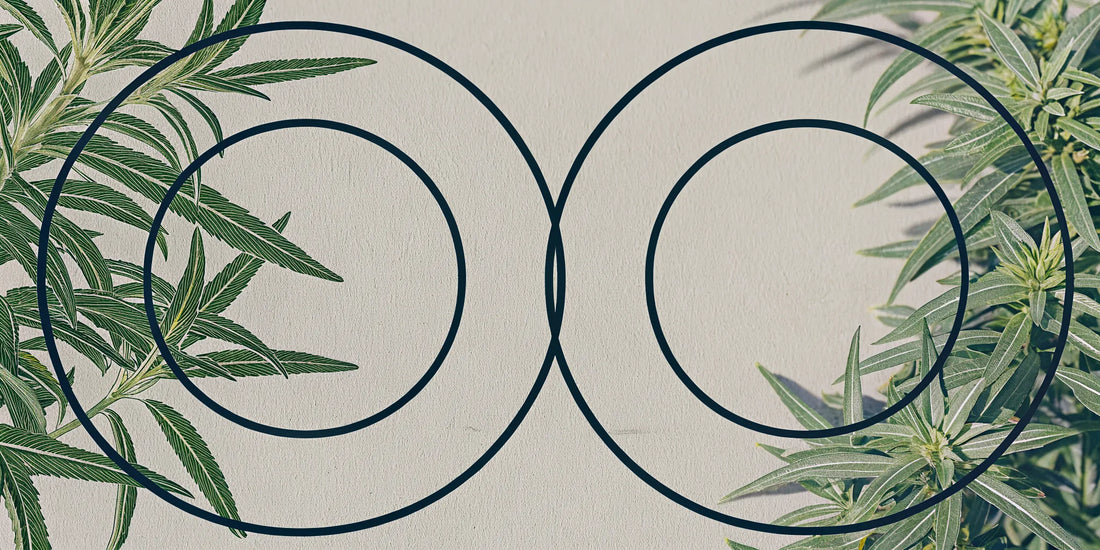Cannabis leaves and overlapping circles comparing Delta 9 vs CBD.