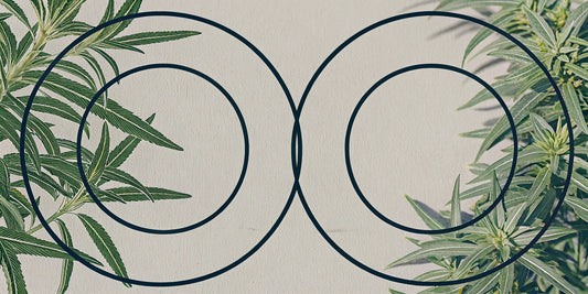 Cannabis leaves and overlapping circles comparing Delta 9 vs CBD.