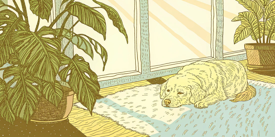 A dog with arthritis finds comfort and relief from joint pain with the help of CBG.