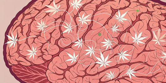 A brain's neural pathways connecting with cannabis, showing that THC is psychoactive.