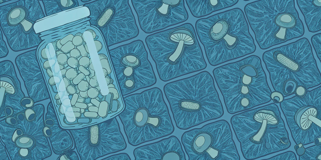 A jar of mushroom gummies surrounded by different functional mushrooms.
