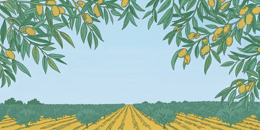 Ripe olives on the branch in a grove, the source of single origin olive oil.