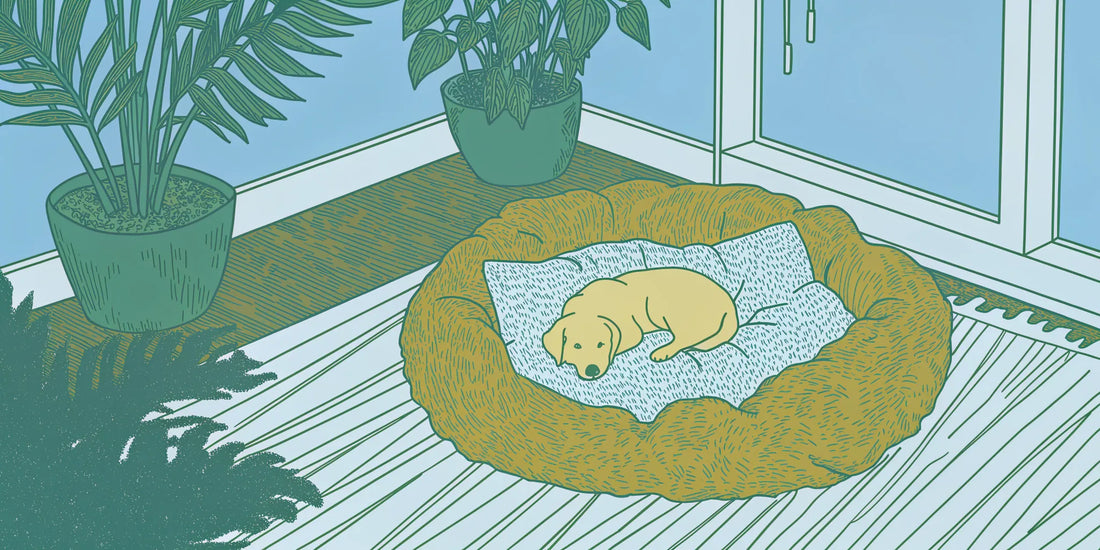 A calm dog relaxes in bed after using CBD for fireworks anxiety.