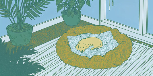 A calm dog relaxes in bed after using CBD for fireworks anxiety.