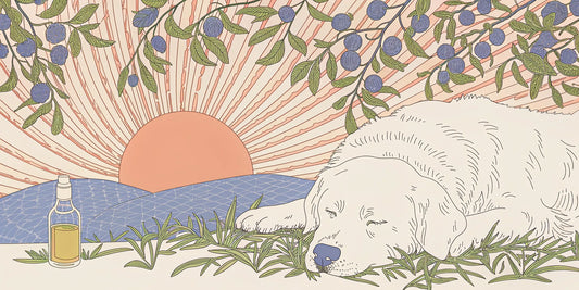 A calm dog rests peacefully near a bottle of CBD olive oil and olive branches.